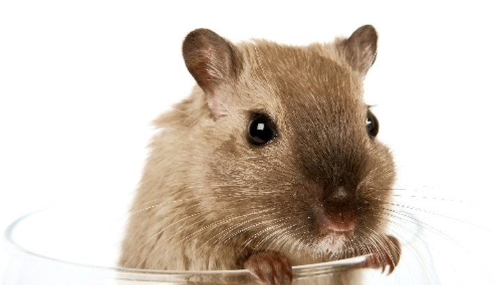 booze-rat_orig_f5.jpg