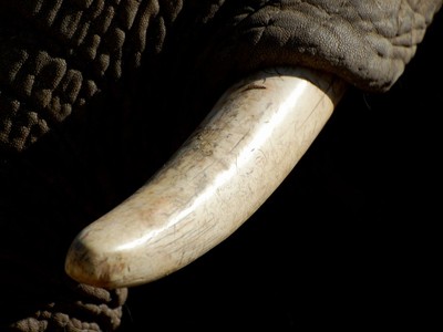 Five Years On, Tusk Players to Receive 13-16c on the Dollar Creditors have until June 5 to file a claim for their funds.