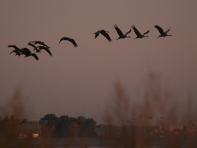 migrating_large.jpg