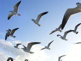 Account Migration Questions Remain in Spain