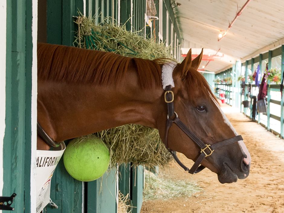 california_chrome_head.jpg