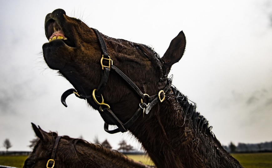 a close up of a dark brown horse with its head tilted upwards towards the grey sky as it neighs. 