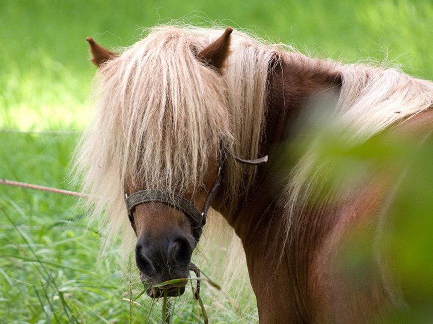 ISPT Ponies Up for Players