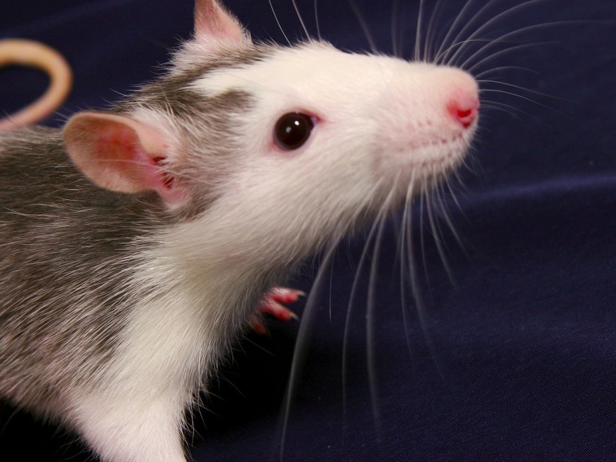 Problem Gambling Behavior in Rats Reduced by Medication